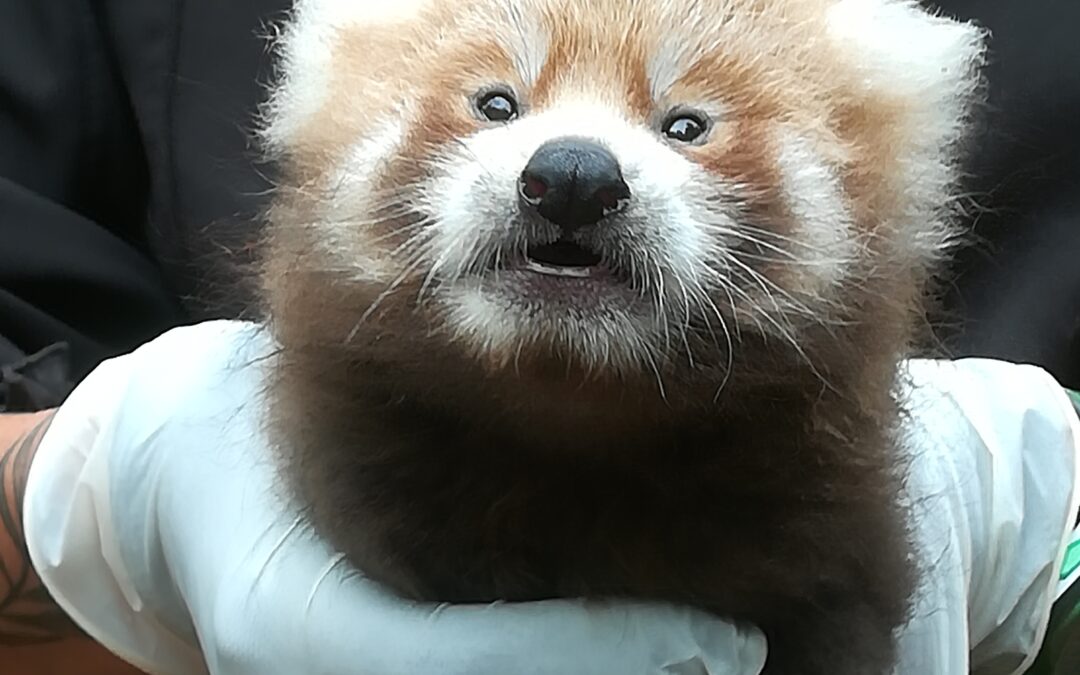 Naissance d’un panda roux en juillet 2019