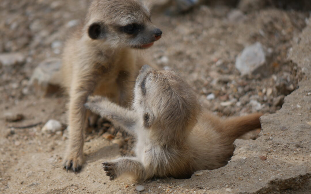 De nouveaux bébés suricates en juillet 2019
