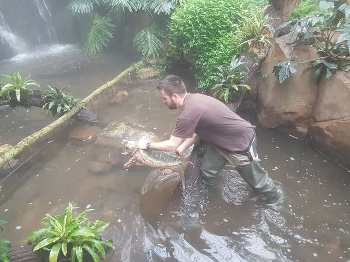 Arrivées de nouvelles tortues alligators
