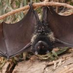 Chauve souris géante de Livingstone