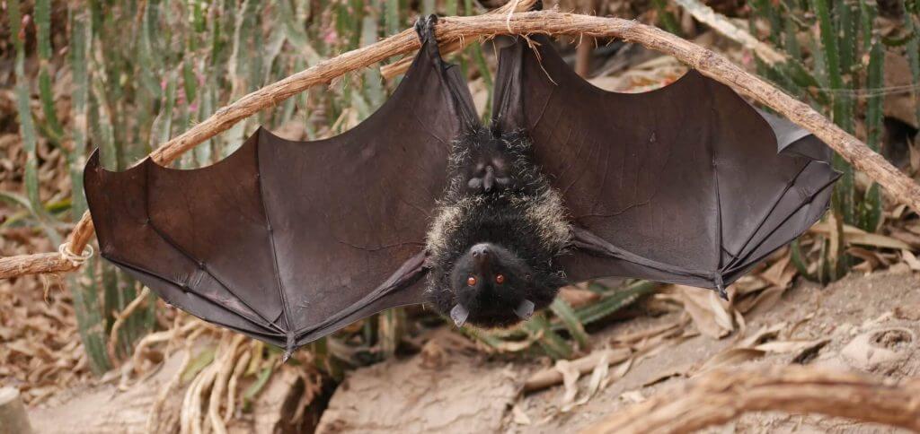 Chauve souris géante de Livingstone