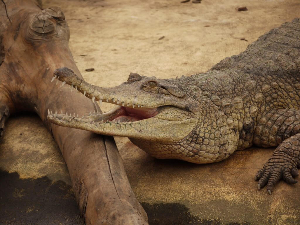 Crocodile à nez allongé d’Afrique