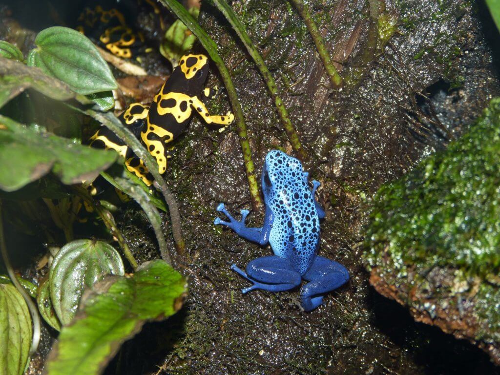 Grenouille azur