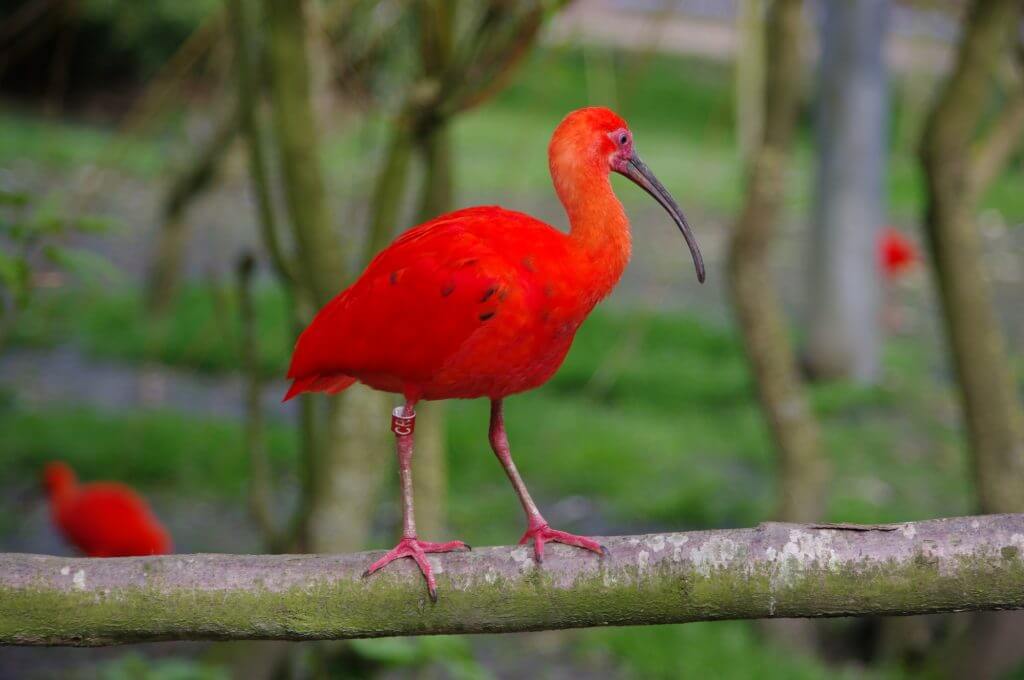 Ibis rouge