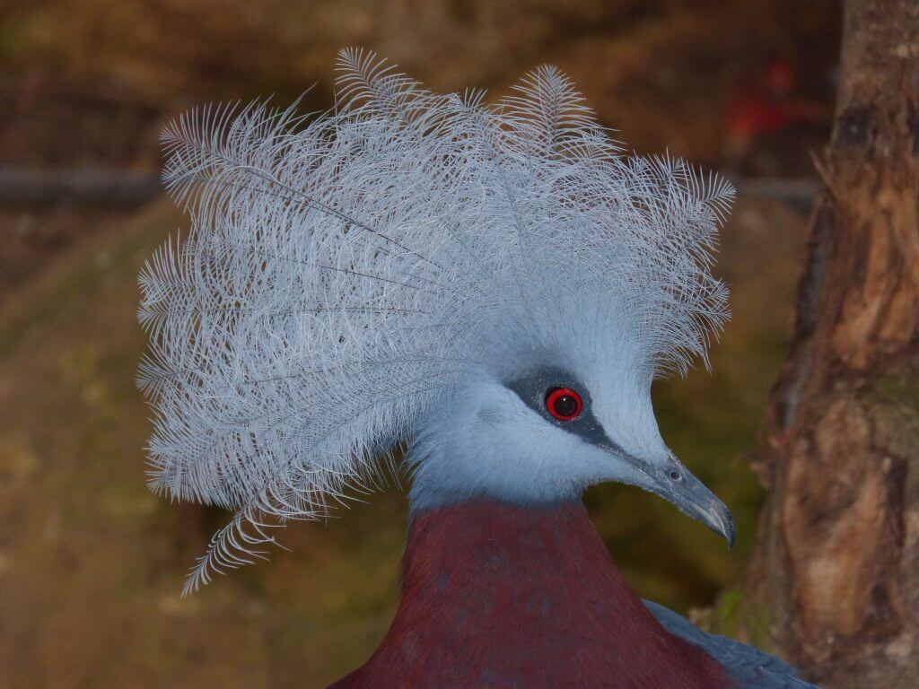 Pigeon couronné