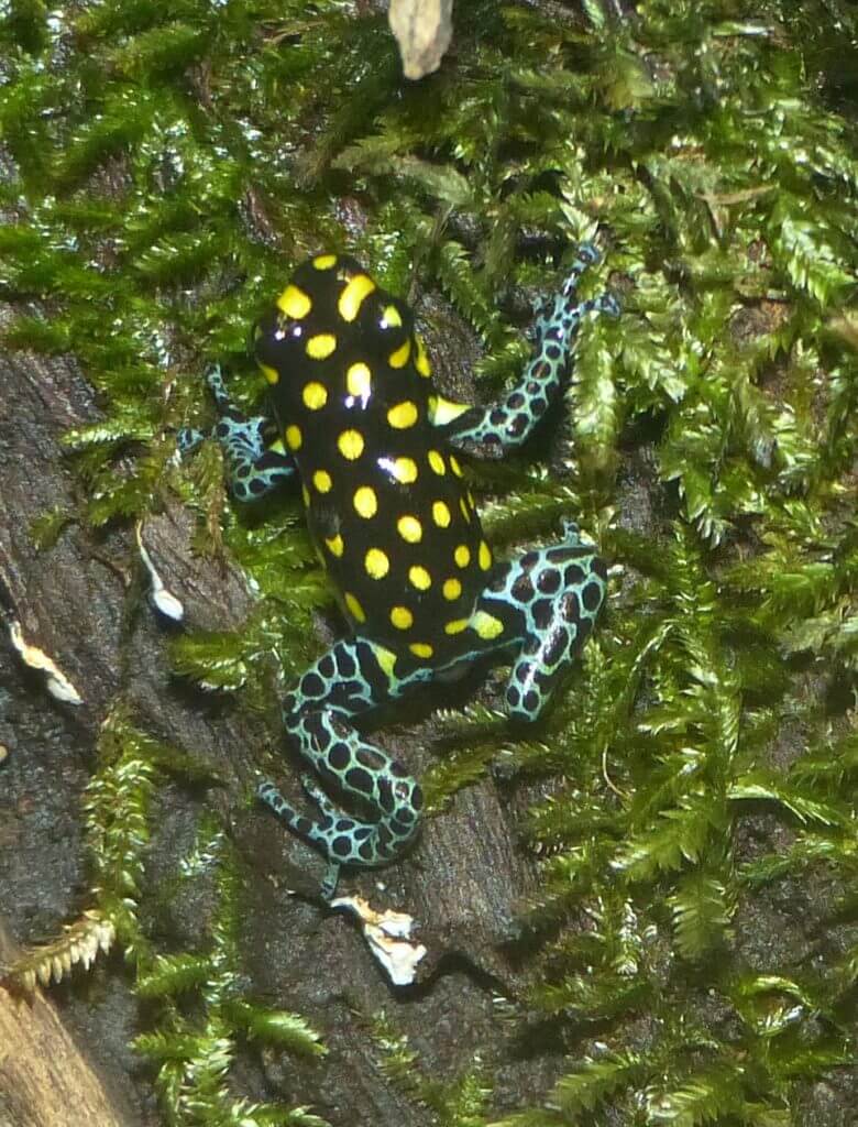 Ranitomeya vanzolinii