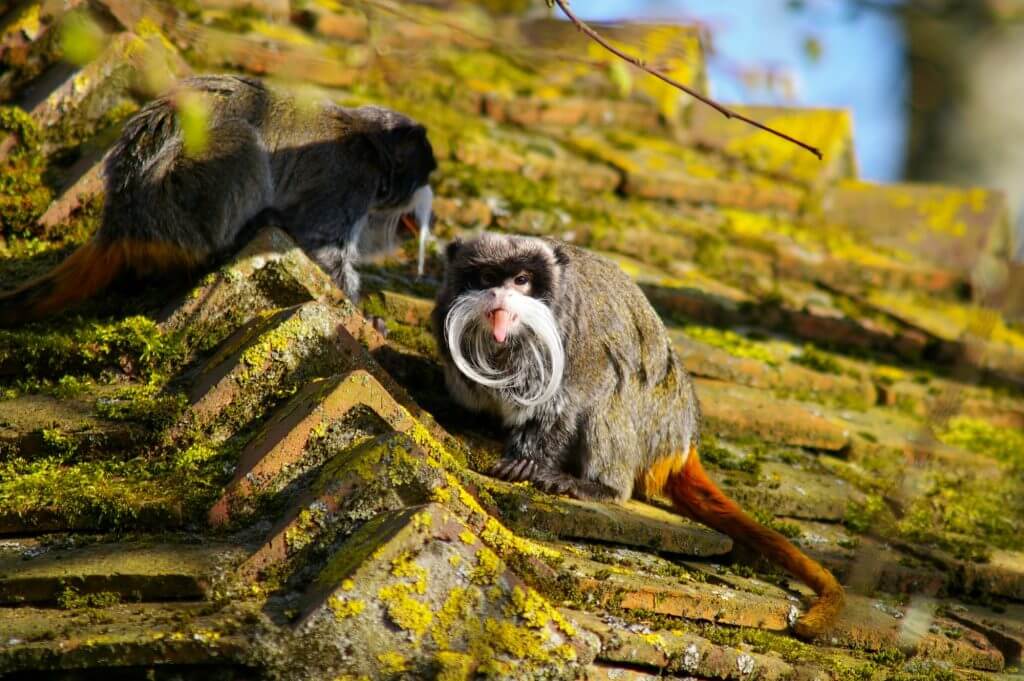 Tamarin empereur : taille, description, biotope, habitat, reproduction