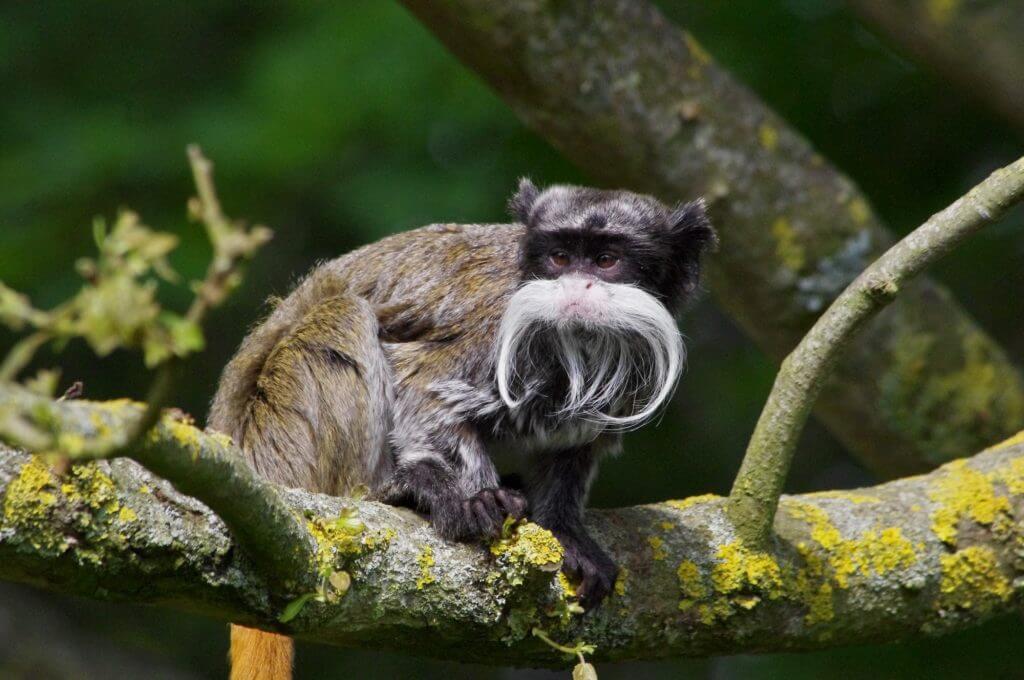 Tamarin empereur