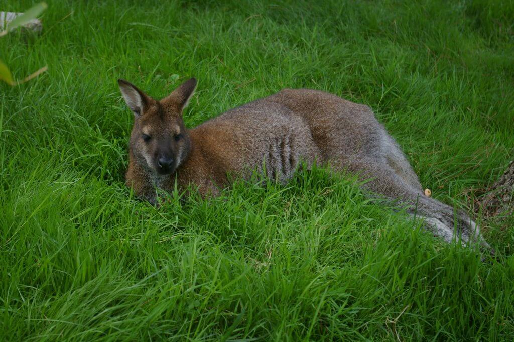 Wallaby de Bennet