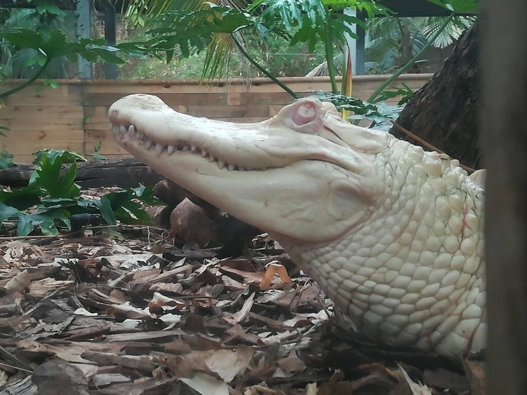 Arrivée de 2 femelles Alligators albinos