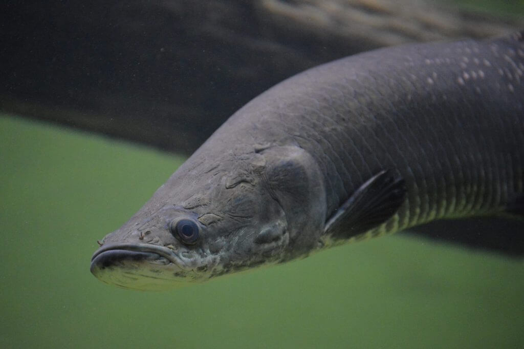 Arapaima