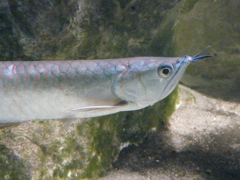 Arowana argenté