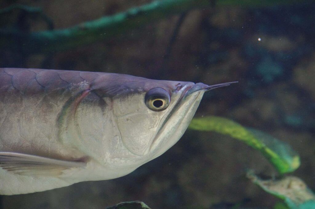 Arowana argenté