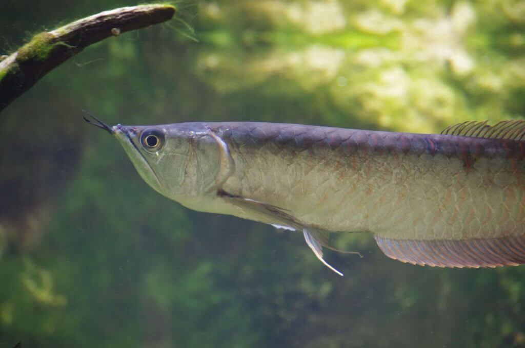 Arowana argenté