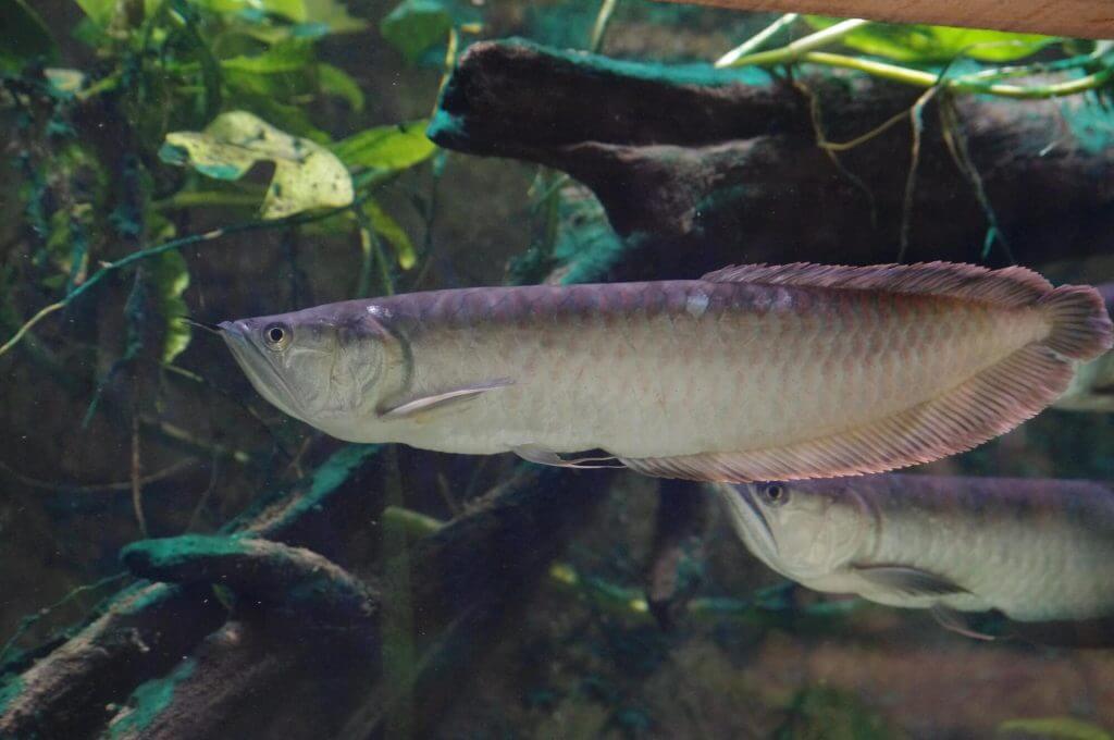 Arowana argenté