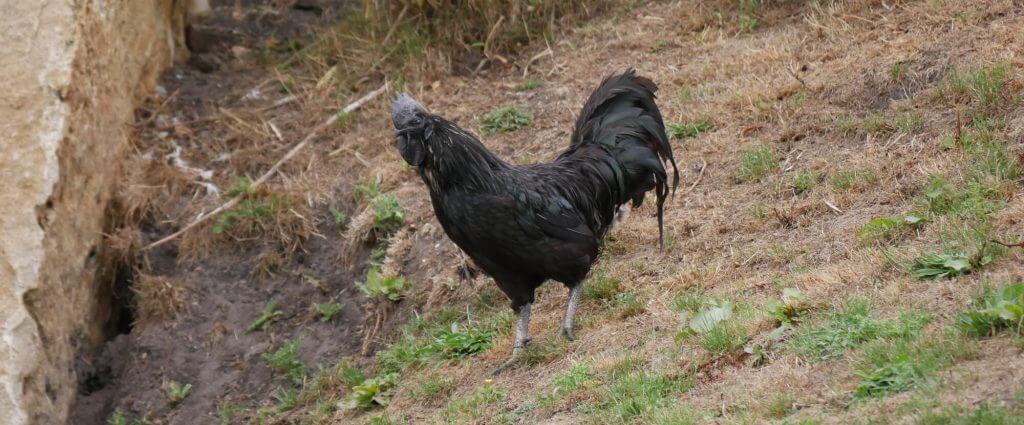 Poule « Ayam cemani »