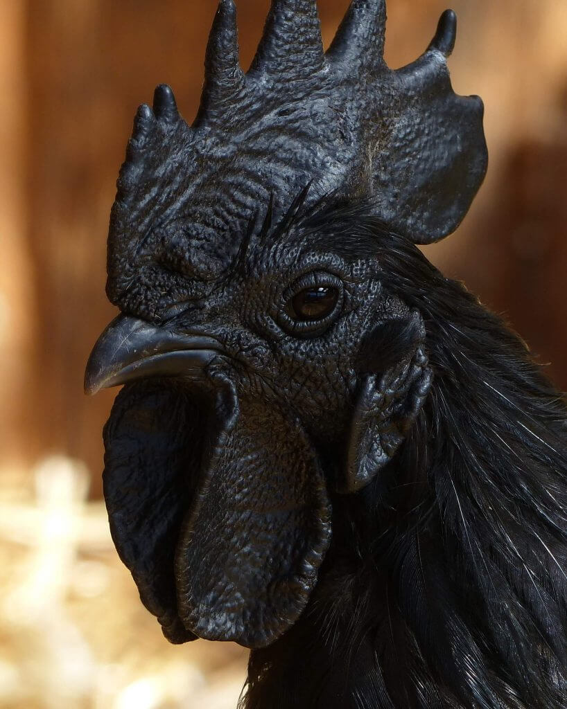 Poule « Ayam cemani »