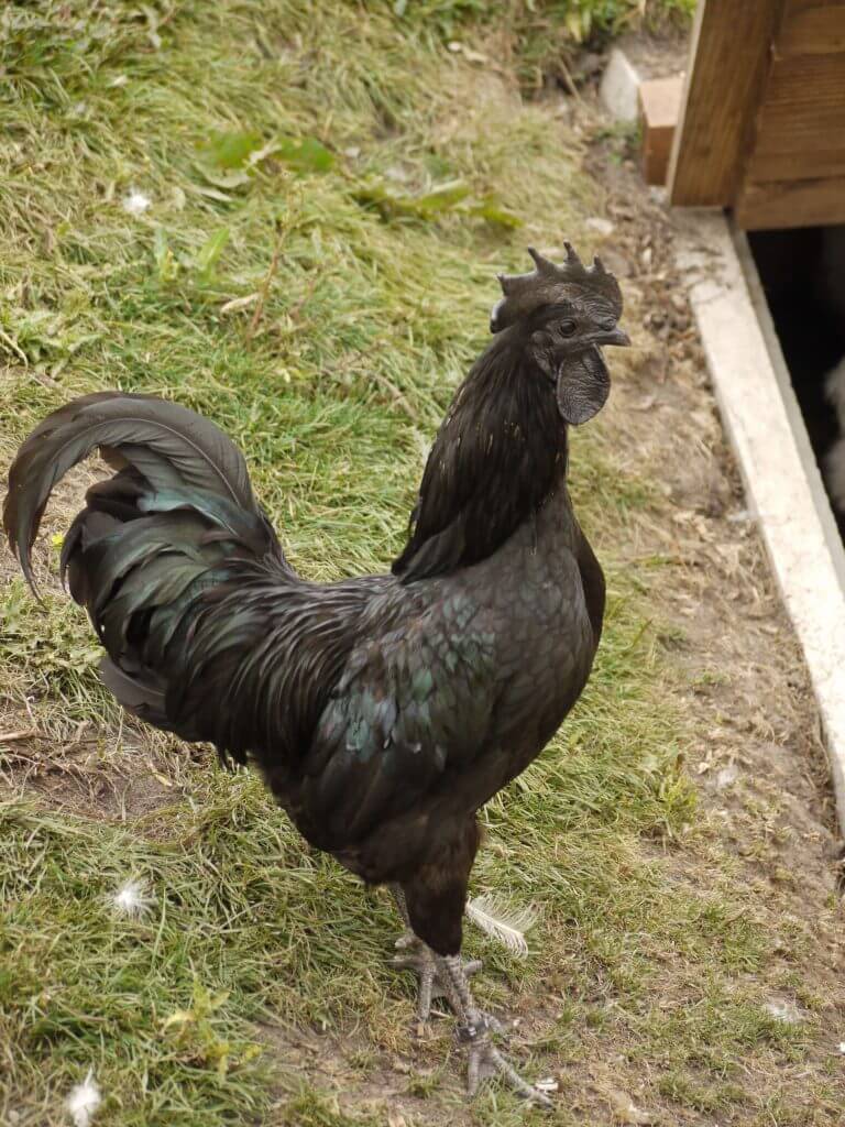 Poule « Ayam cemani »