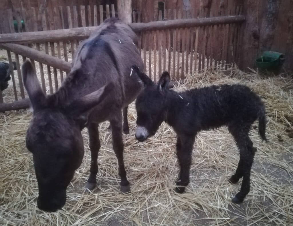 Naissance d’un âne nain en décembre 2018