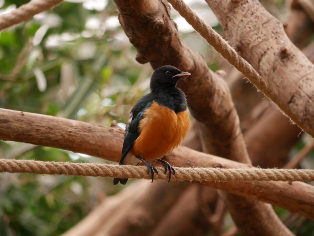 Naissance d’un choucador superbe en avril 2019