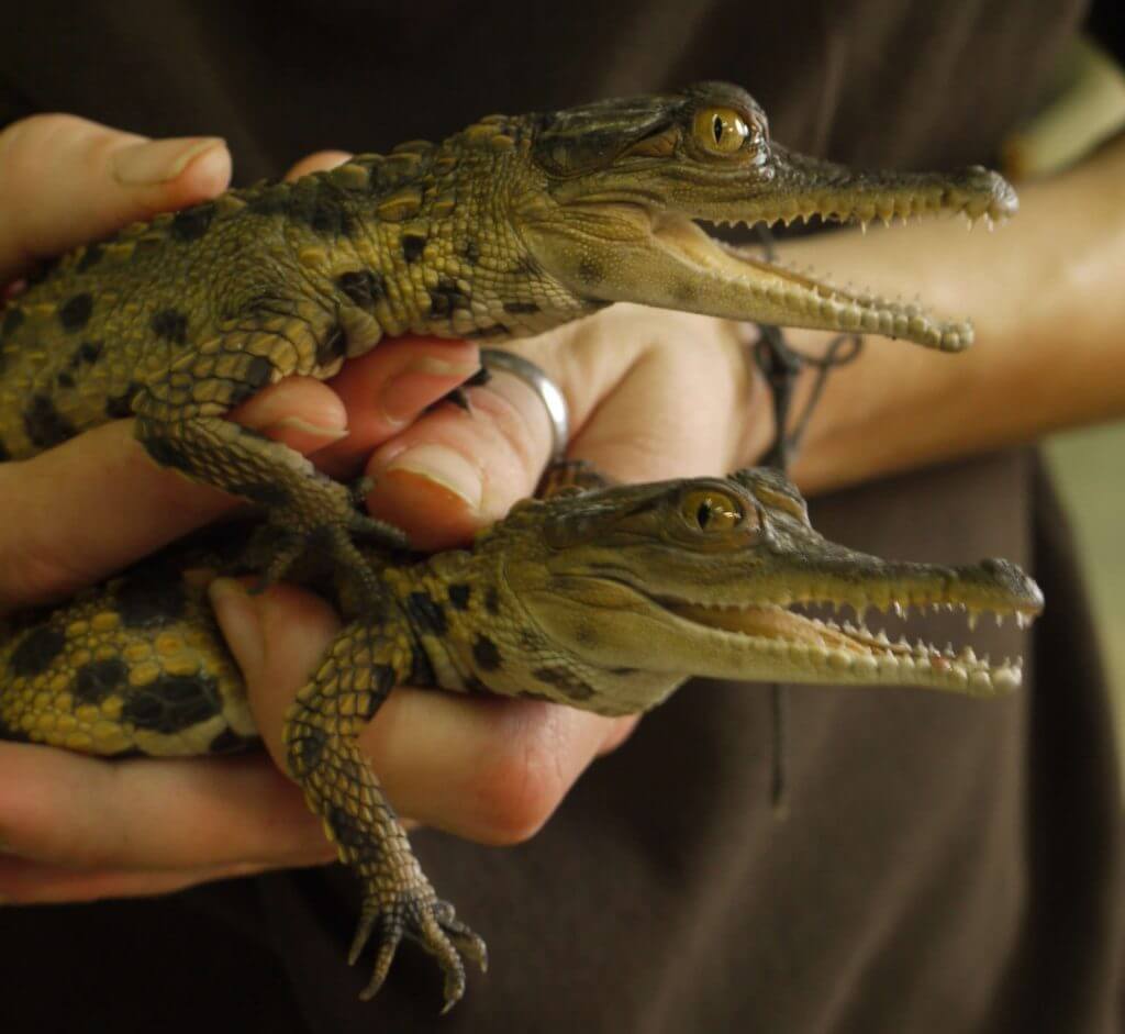 Crocodile à nez allongé d’Afrique