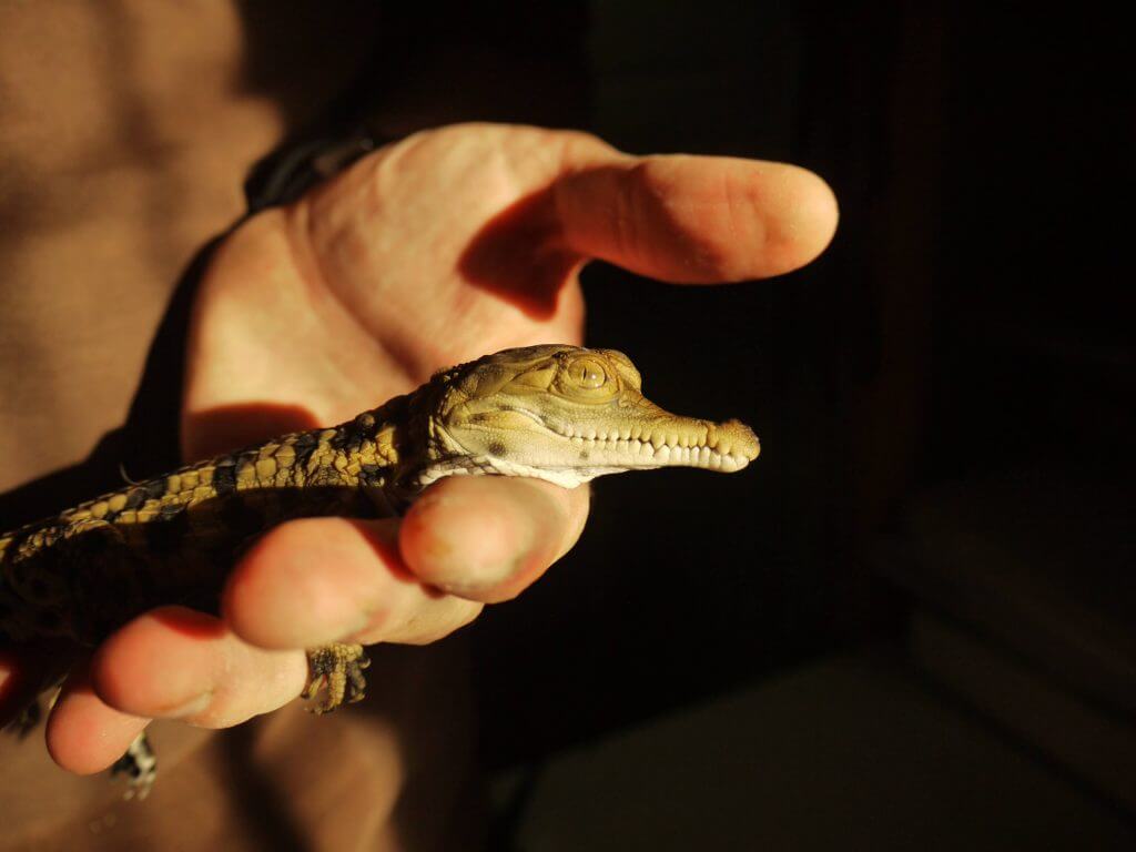 Crocodile à nez allongé d’Afrique