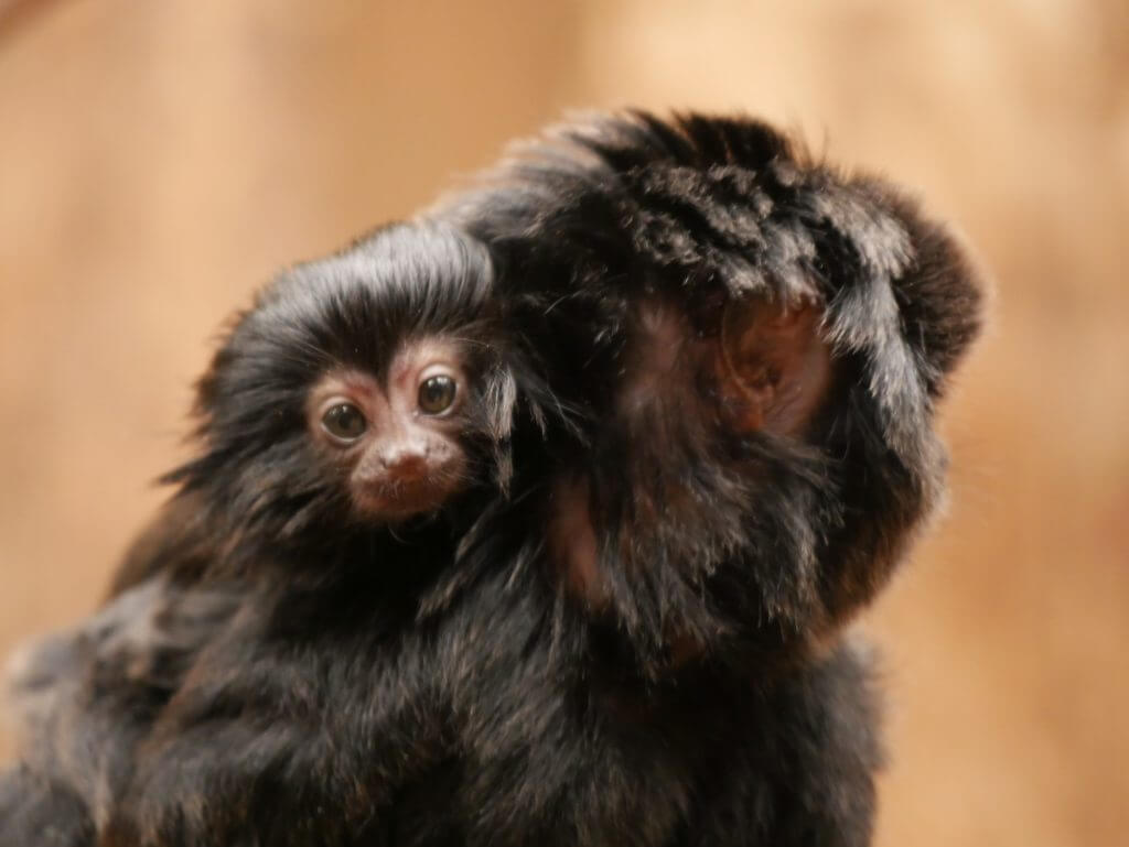 Tamarin de Goeldi