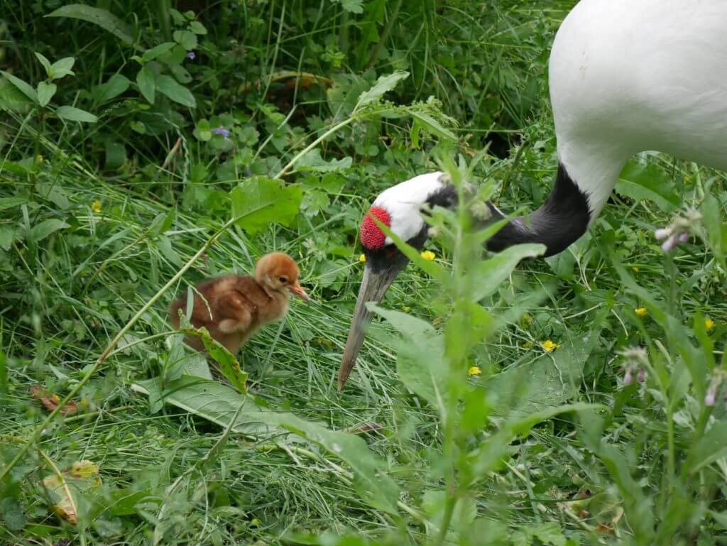 Naissance d’une grue de Mandchourie en juin 2019