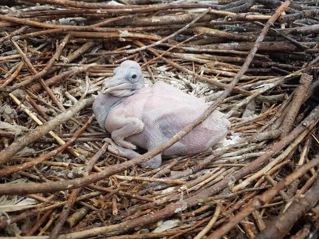 Naissance de pélicans à Biotropica