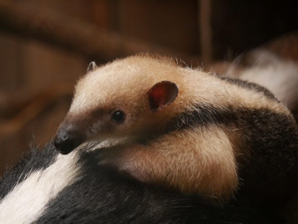 Fourmilier nain ou Tamandua