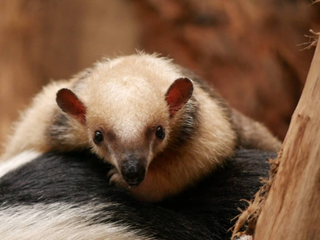 Fourmilier nain ou Tamandua