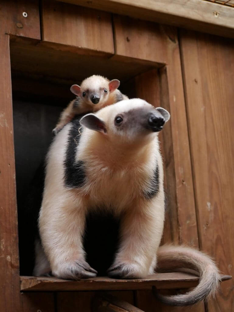 Fourmilier nain ou Tamandua