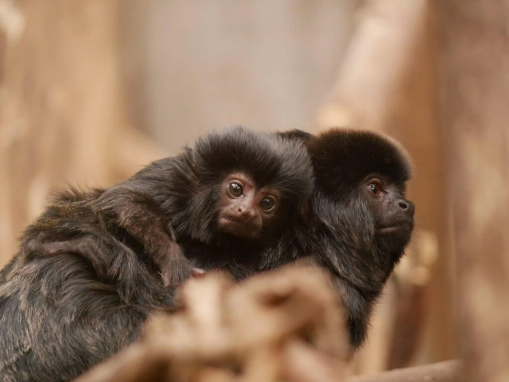 Naissance d’un bébé tamarin de Goeldi