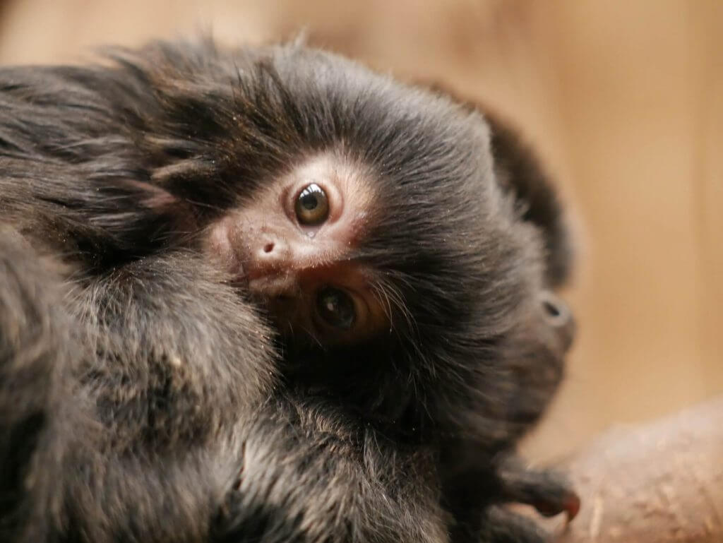 Naissance d’un tamarin de Goeldi en septembre 2020