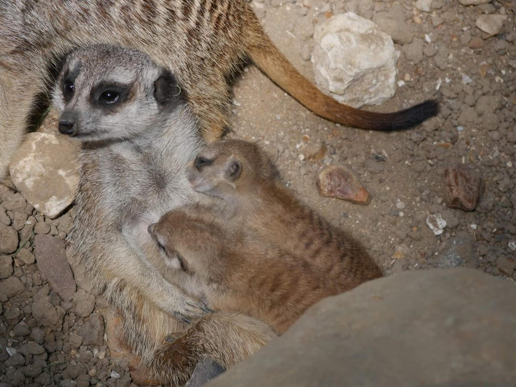 Naissance de bébés suricates en juillet 2018