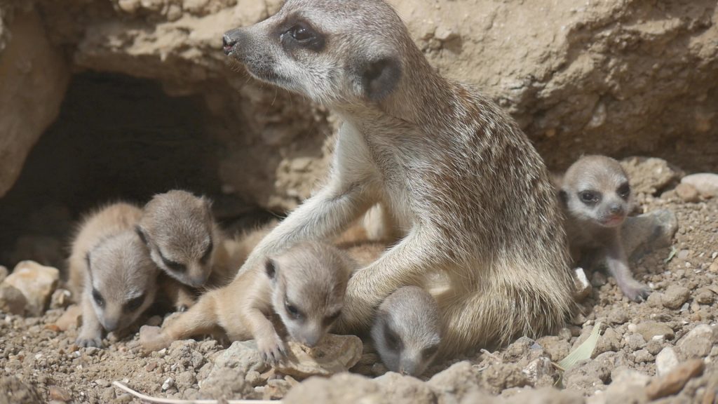 De nouveaux bébés suricates en juillet 2019