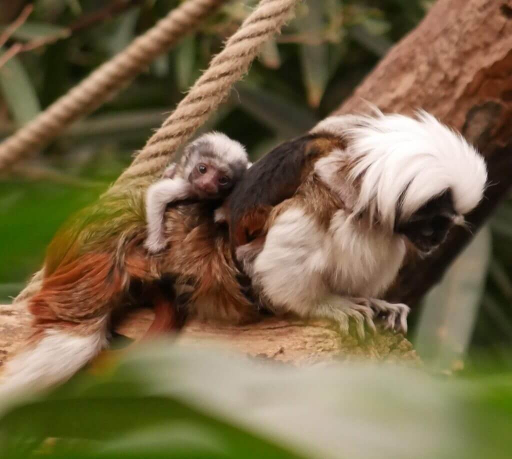 Naissance de tamarins pinchés en avril 2021