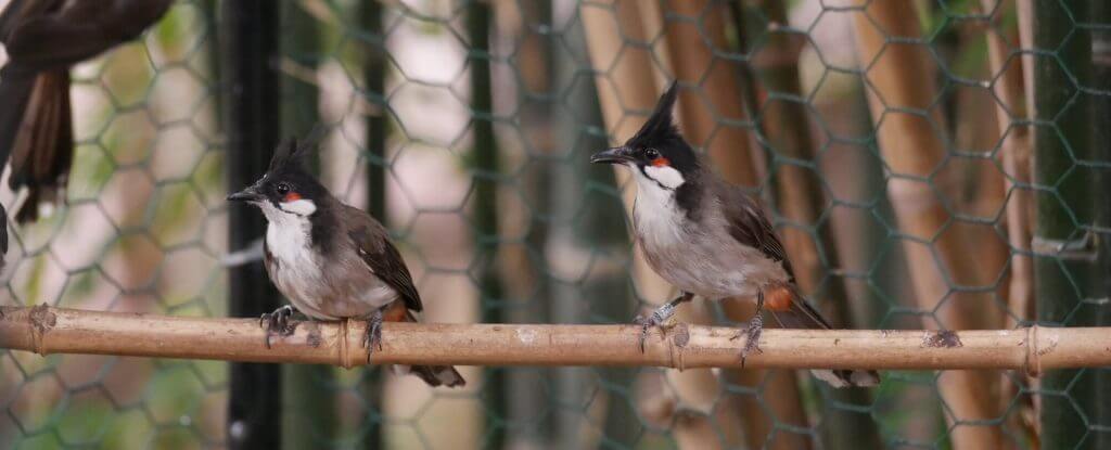 Bulbul orphée