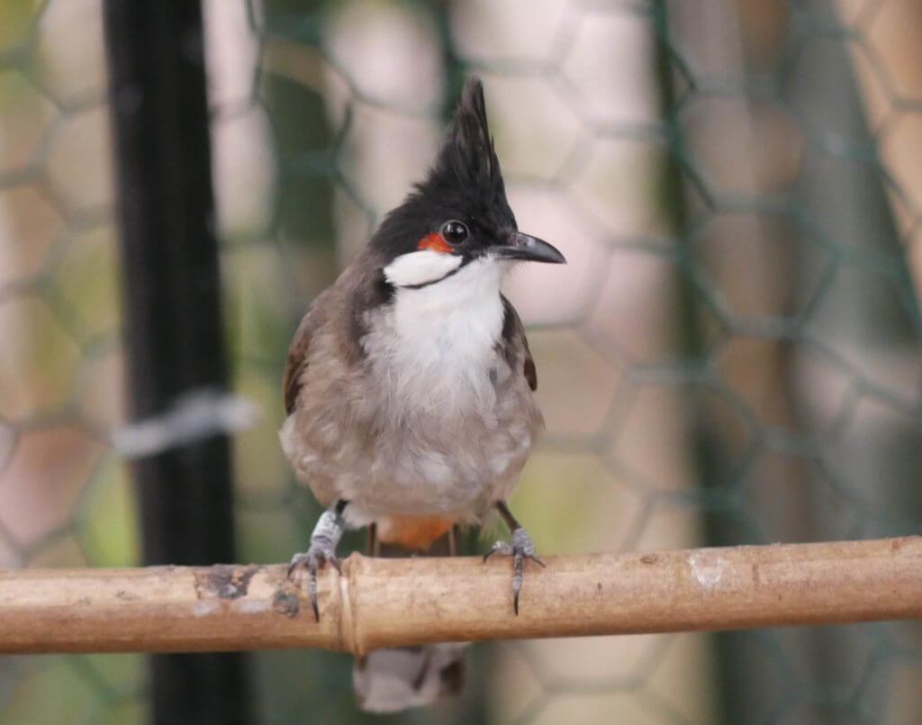 Bulbul orphée