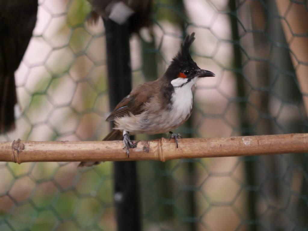 Bulbul orphée