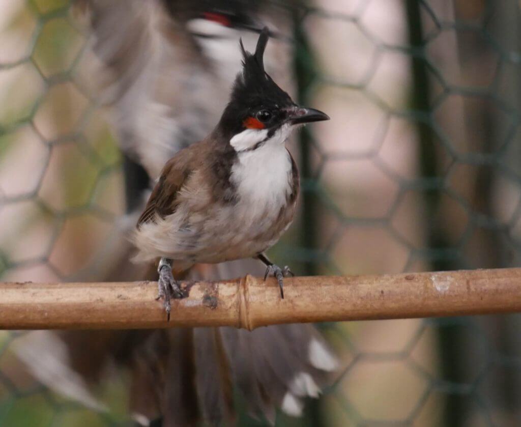 Bulbul orphée