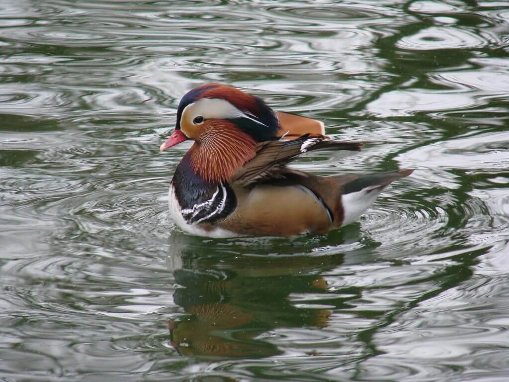 Canard mandarin