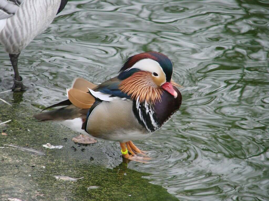 Canard mandarin