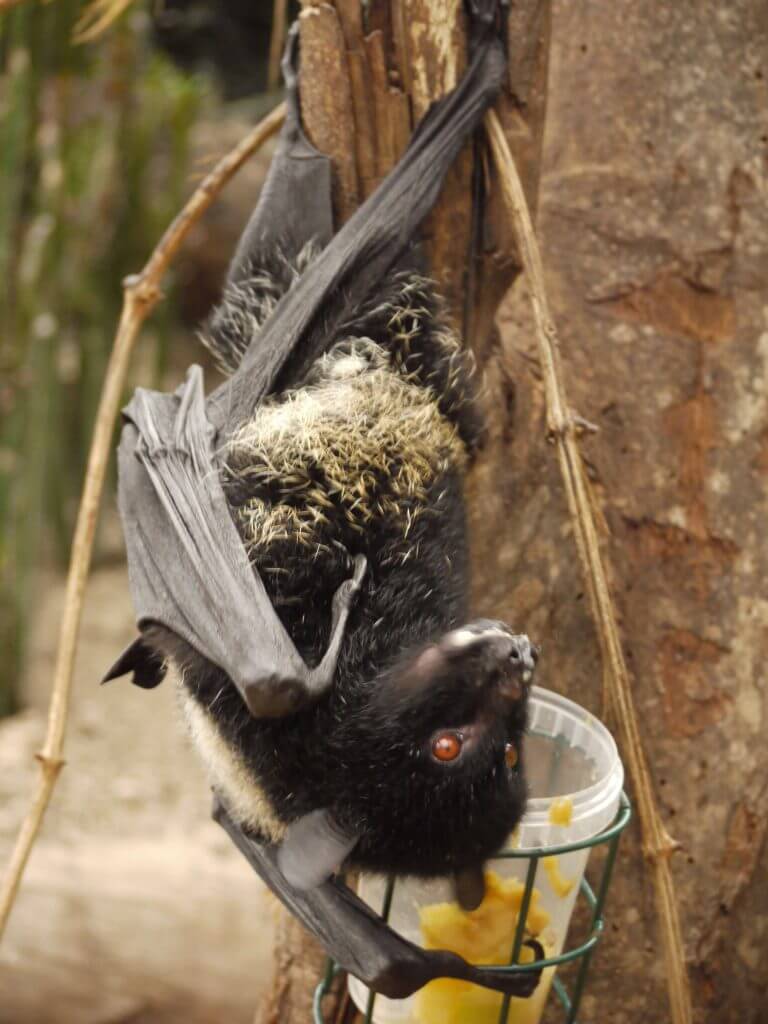 Chauve souris géante de Livingstone