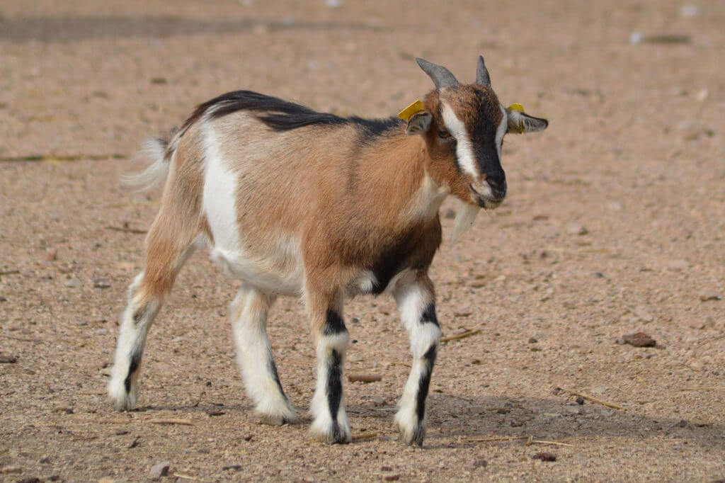 Chèvre naine