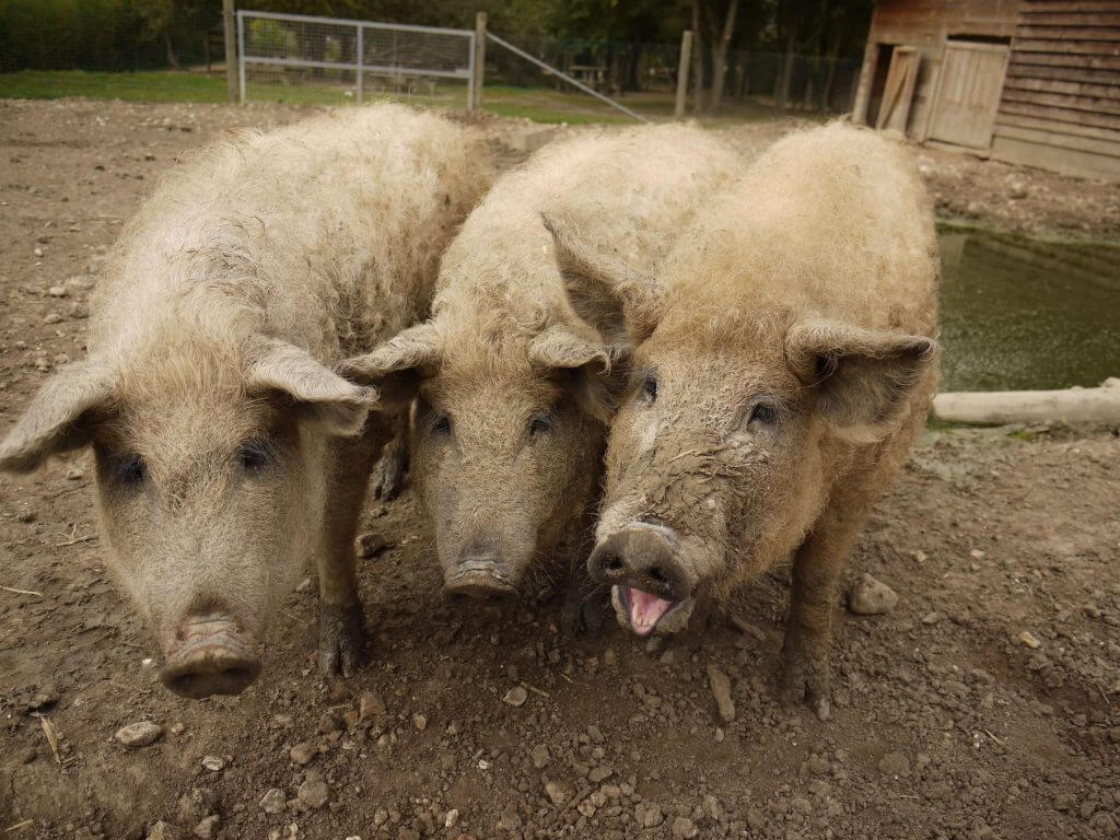 Cochon laineux