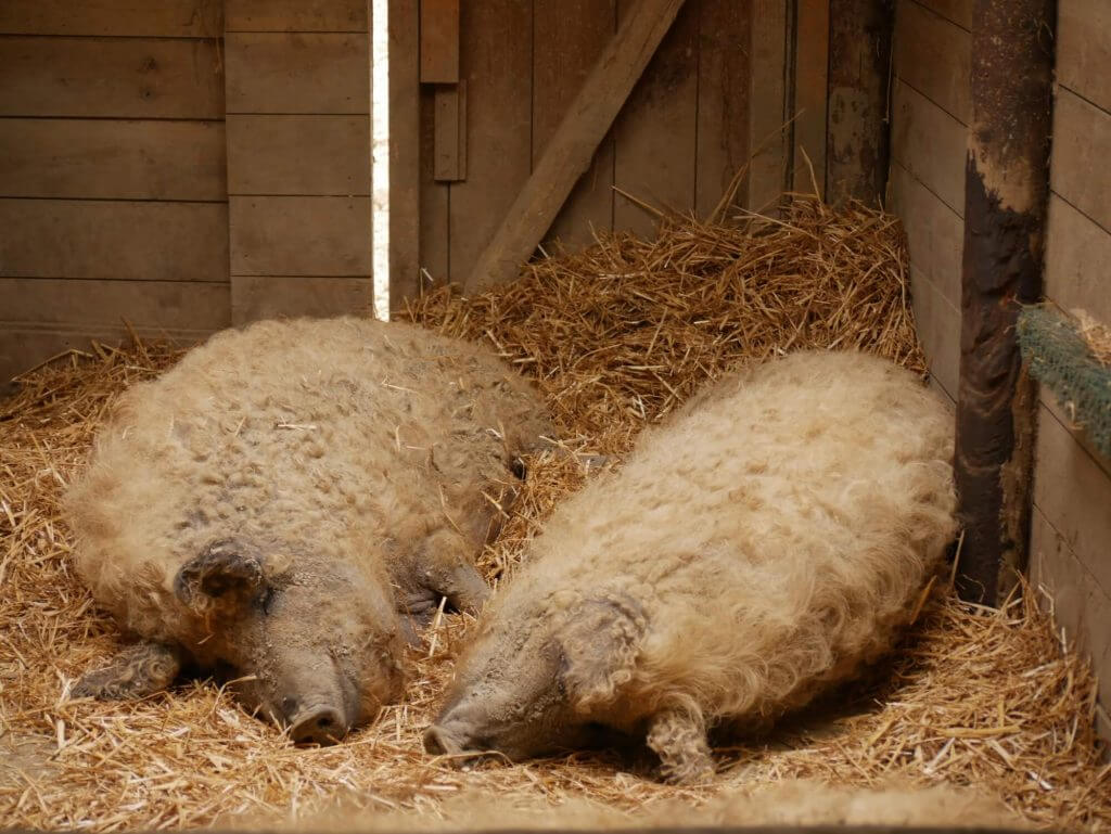 Cochon laineux
