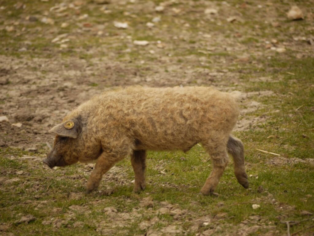 Cochon laineux