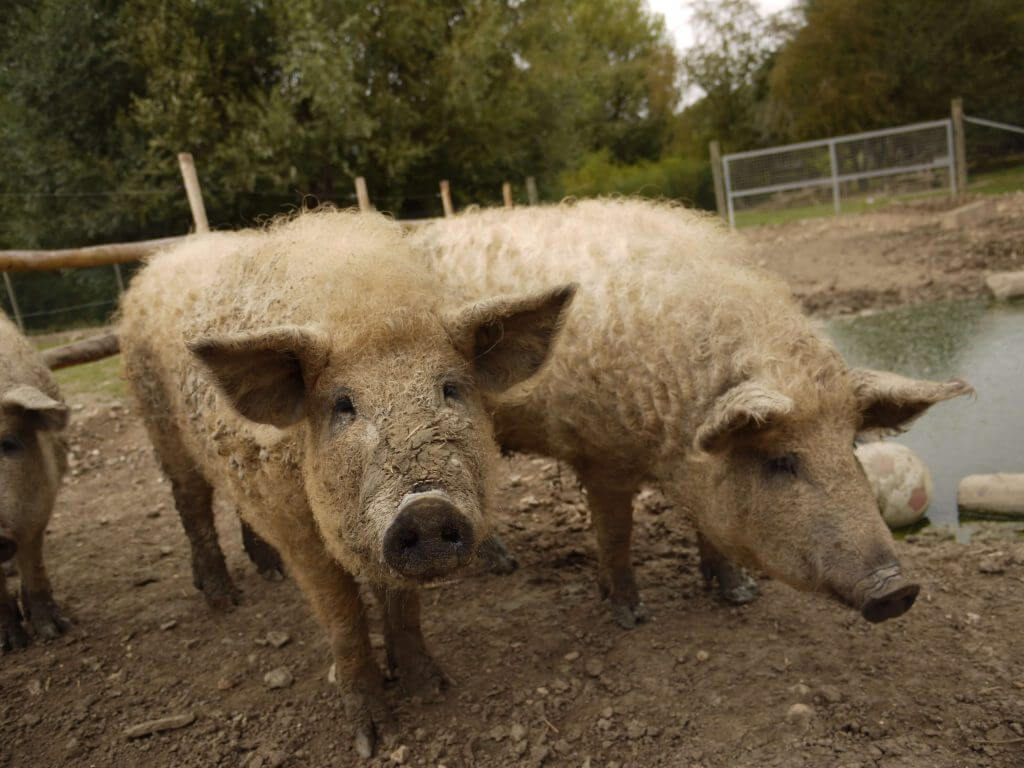 Cochon laineux