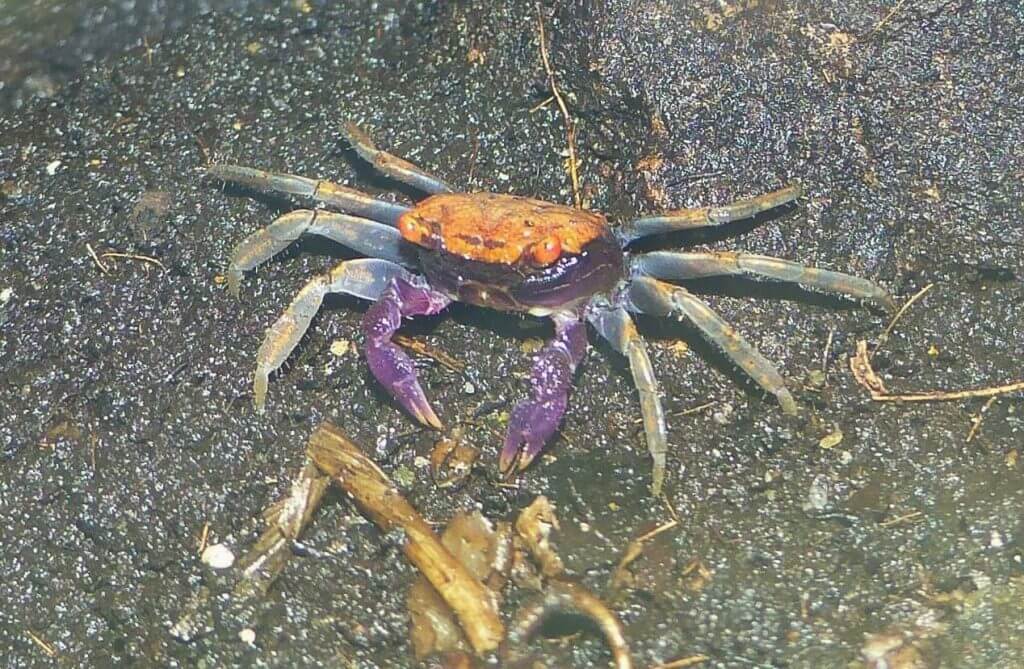 Crabe vampire